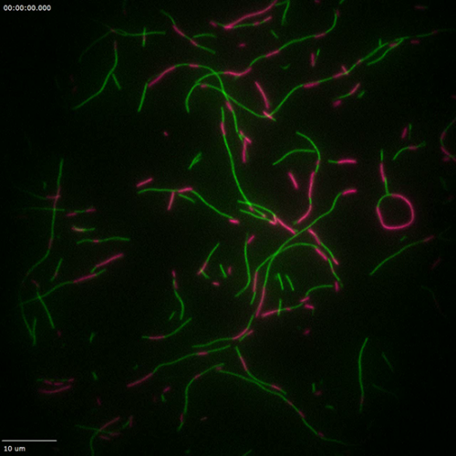 Total Internal Reflection Fluorescence (TIRF) Microscopy - 3i